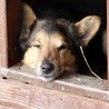 Włochy: Pies aresztowany - za co?