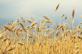 Rosyjska blokada zbóż z Ukrainy potęguje kryzys głodu w Azji i Afryce