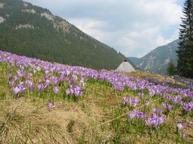 Dolina Chochołowska w Tatrach