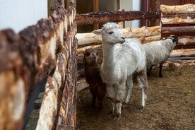 Portugalia ma największą żywą szopkę w Europie 