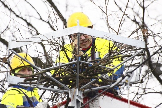 Nowe bocianie gniazdo w Tarnowskich Górach