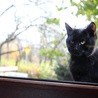 Czarny kot trzynastego w piątek