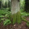 Trwa walka o polskie lasy