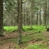 Lasy Państwowe otwierają się na miłośników bushcraftu i survivalu
