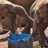 Słonie z ośrodka David Sheldrick Wildlife Trust