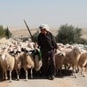 Pasterz i owce