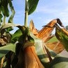 Jak uratują nas naturalne pestycydy?