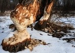 Bobrowe tamy wspierają bioróżnorodność