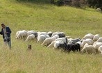 Czy owca jest winna, że się zgubiła?