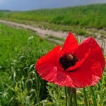 Jak może nie kochać nas ten, który dał nam całe łąki kwiatów?