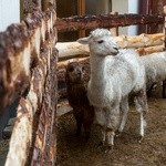 Jak osioł z alpaką w jednej zagrodzie stali, czyli żywa szopka w Lisowicach