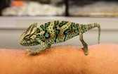 Kameleon