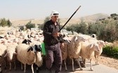 Pasterz prowadzi owce
