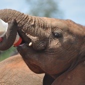 Portugalia: W regionie Alentejo powstaje pierwszy w Europie azyl dla słoni