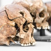 Co nam powie o człowieku szczęka sprzed 1,8 miliona lat?