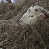 PE za całkowitym zakazem klonowania zwierząt