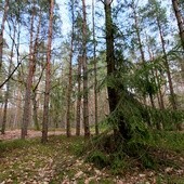 Robert Pabian: Szkody w lasach po powodzi szacujemy na ponad 20 mln zł