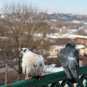 Ptasia grypa we Wrocławiu (aktualizacja)