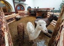 Jak osioł z alpaką w jednej zagrodzie stali, czyli żywa szopka w Lisowicach