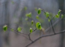 Zieleń nadziej, jaką daje Bóg, nigdy nie zwiędnie