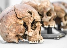 Co nam powie o człowieku szczęka sprzed 1,8 miliona lat?