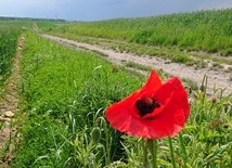 Instytut Duchowości "Karmel" zaprasza na uroczyste zakończenie roku formacji