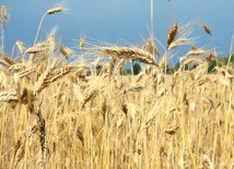 Trudny rok dla rolnictwa z suszą i nawałnicami rokuje słabe zbiory
