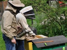Pszczoły miejskie - szkodzą bioróżnorodności?