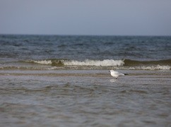  Okręty NATO rozpoczęły oczyszczanie Zatoki Fińskiej ze starych min morskich