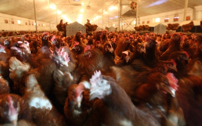 Chiny: Zgłoszono trzeci przypadek zakażenia człowieka wirusem grypy ptaków H3N8