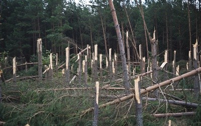 Las po przejściu trąby powietrznej