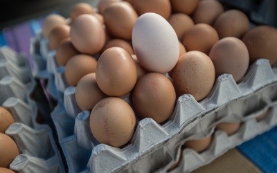 GIS: W Polsce wykryto jajka potencjalnie zanieczyszczone fipronilem