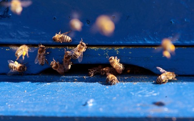 Pszczoły zebrały już pierwszy nektar