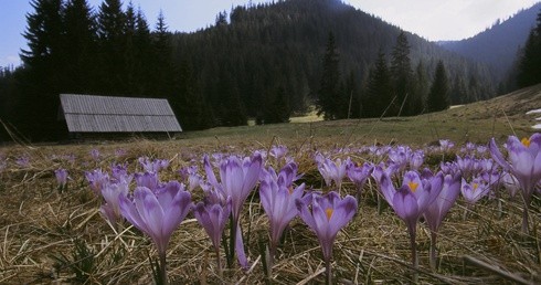 Hokus Krokus - wielka akcja TPN