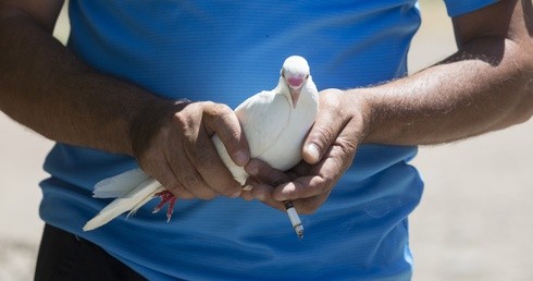 Gołębie mają system nawigacyjny lepszy niż GPS