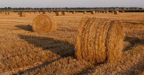 Dyspensa dla pracujących w rolnictwie 