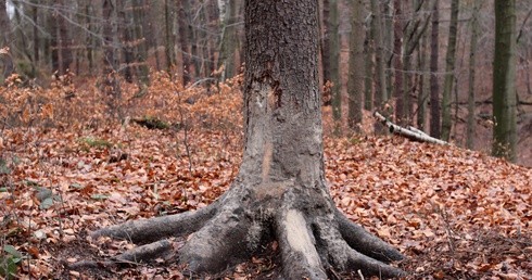Dzrzewo, o które wycierały się dziki