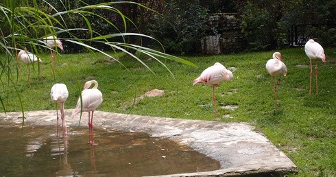 85 lat krakowskiego zoo