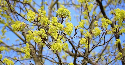 Śnieg w Zakopanem, w całej Polsce ochłodzenie - jak długo potrwa?