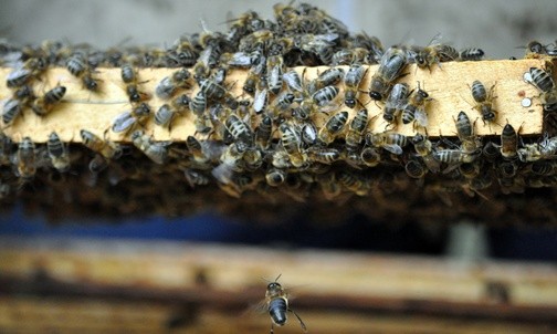 06.11.20| Co zagraża pszczołom