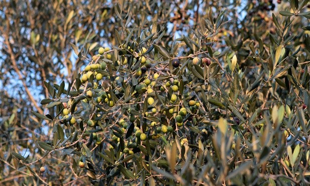 Plantacje oliwki