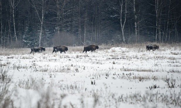 Bieszczady: Żubry wracają w dolinę górnego Sanu