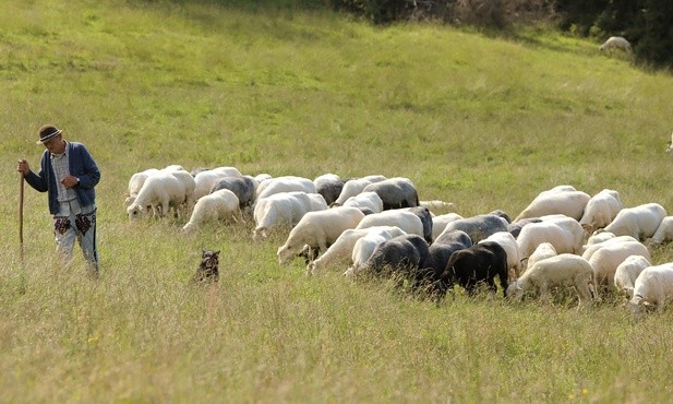 Czy owca jest winna, że się zgubiła?