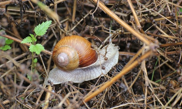 Wielka pogoń za ślimakami, czyli... 