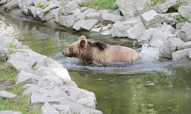 Japonia: Rekordowa liczba zgonów w wyniku ataku niedźwiedzi