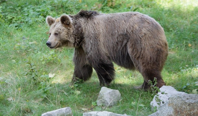 Niedźwiedź brunatny