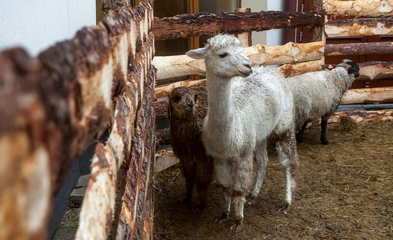 Portugalia ma największą żywą szopkę w Europie 