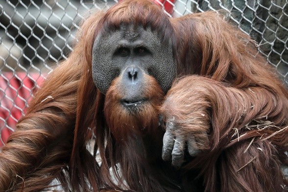 Orangutan