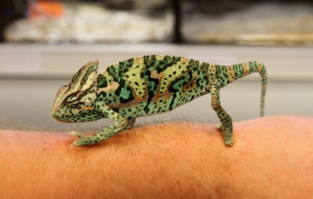 Kameleon