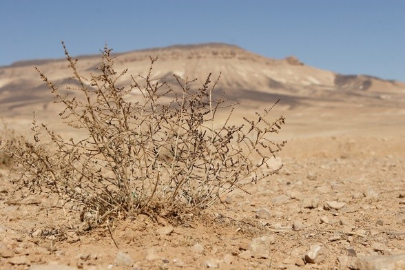 Doświadczyć pustyni w gąszczu rekolekcji internetowych